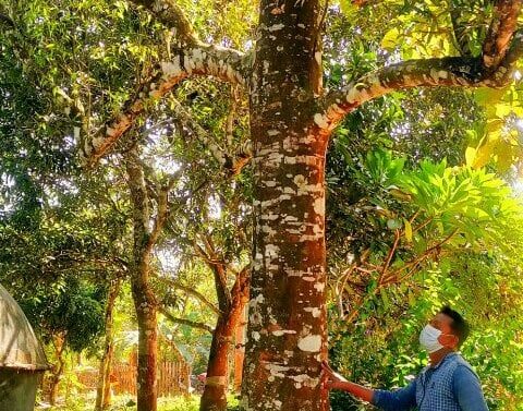 একটি আগর গাছ ৫ লক্ষ টাকায় বিক্রি করছেননা মালিক