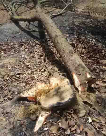আবারো বেপোরোয়া ভূমি দস্যুচক্র