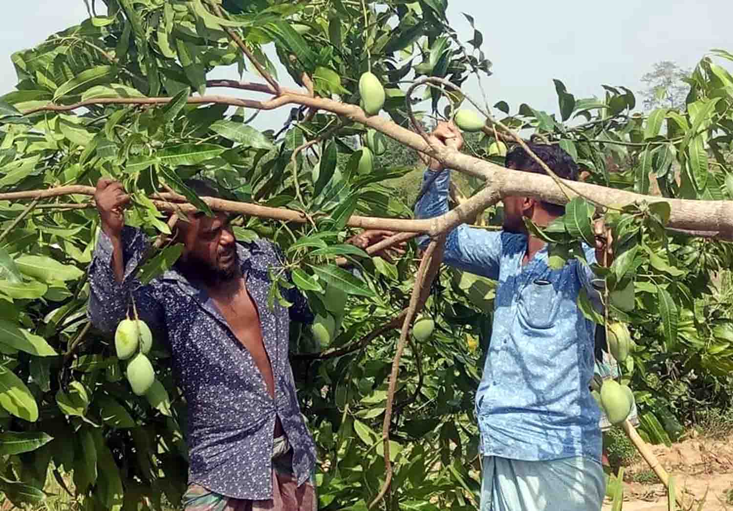 চাঁদা দিয়েও রক্ষা হলো না আ’লীগ নেতার বাগান 