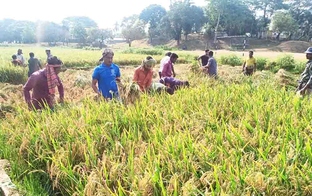 দীঘিনালায় যুবলীগ কেটে দিল কৃষকের ৫ বিঘা জমির ধান