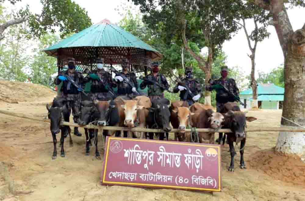 সীমান্তে ভারতীয় চোরাই গরু আটক বিজিবির 