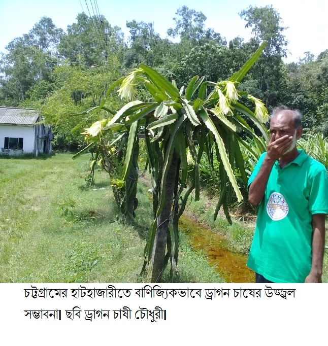 হাটহাজারীতে বাণিজ্যিকভাবে ড্রাগন চাষের উজ্জ্বল সম্ভাবনা