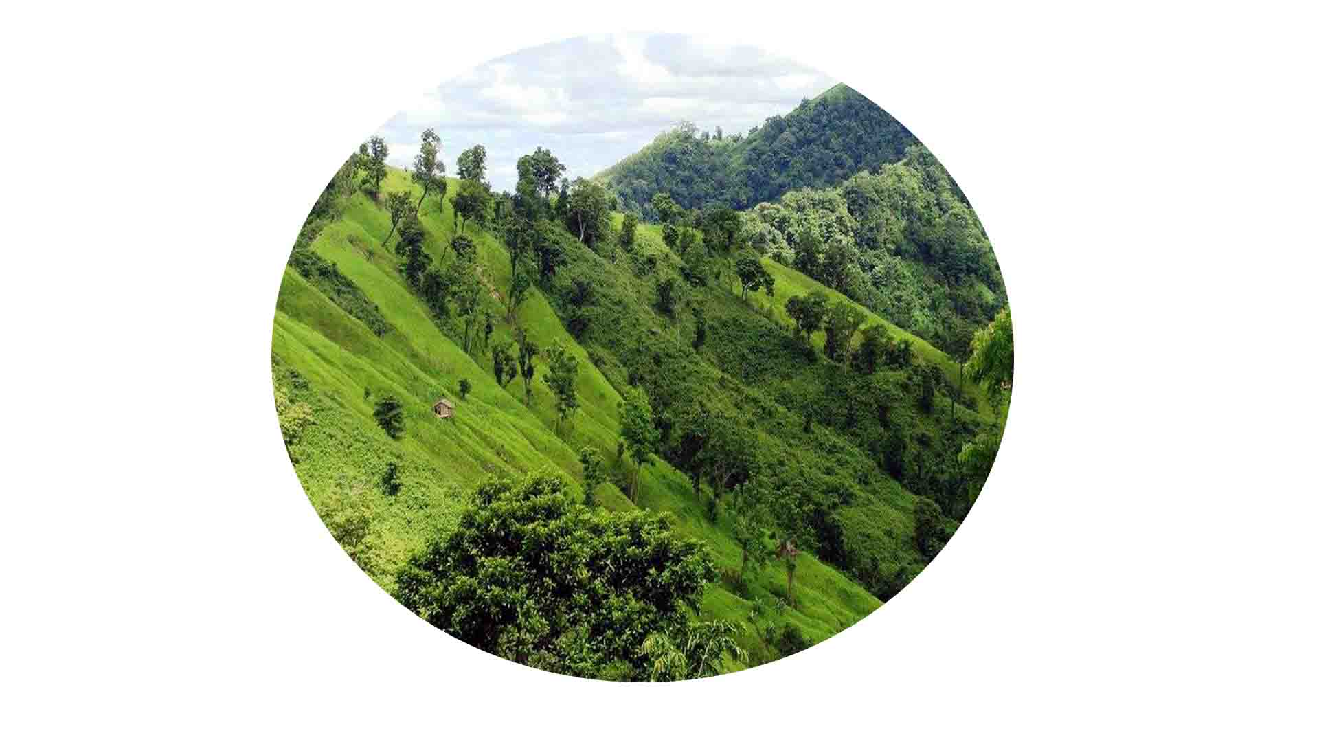 পাহাড়ে মাদকের কালো ছায়া