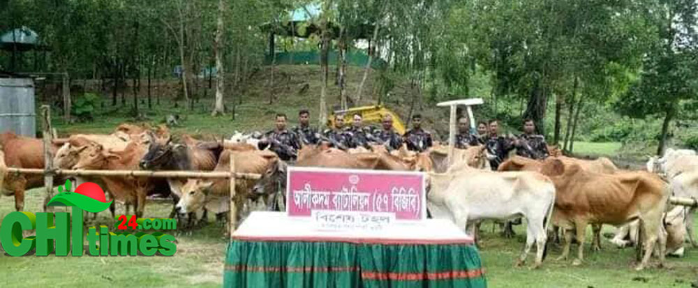 বিজিবি’র অভিযানে আলিকদম থেকে ৪০ গরু আটক