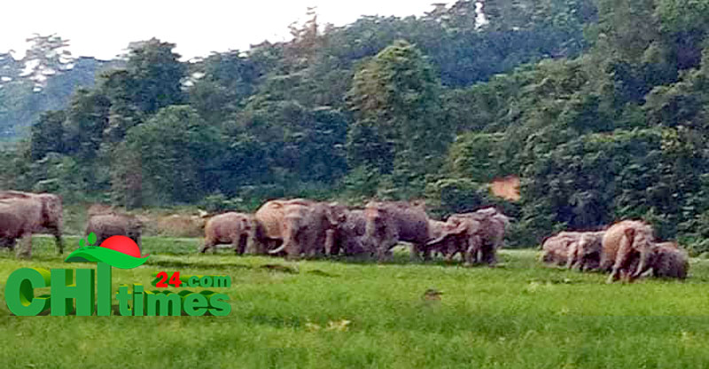 বন্যহাতির আক্রমনে বিজিবি’র নায়েক সুবেদার নিহত