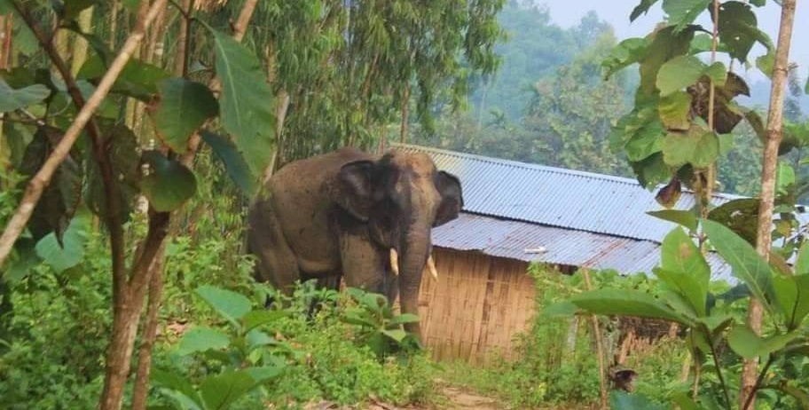 বান্দরবানে  বন্য হাতির আক্রমণে নিহত ১, আহত ২