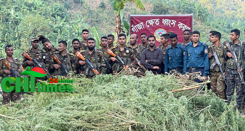 দূর্গম পাহাড়ে বিপুল পরিমান গাজার ক্ষেত ধ্বংস করলো সেনাবাহিনী