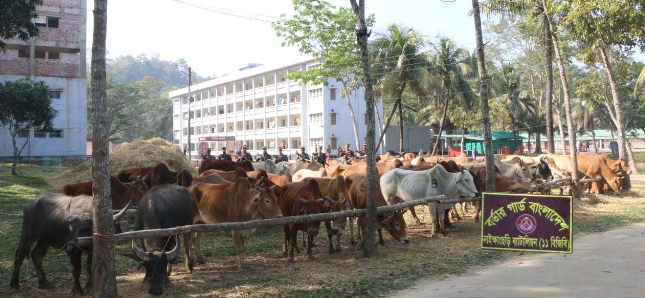 বান্দরবানে বিজিবি অভিযানে ৫১টি বার্মিজ গরু  জব্দ 