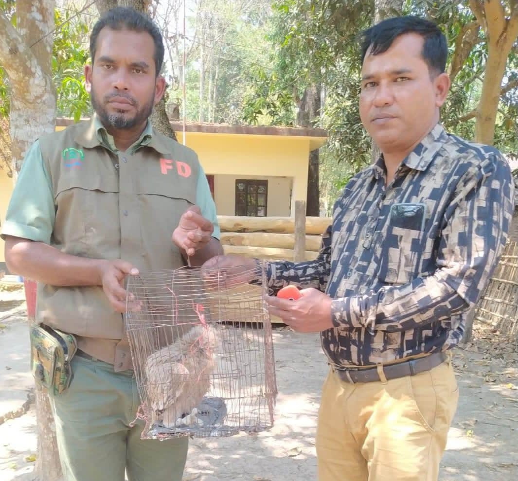 রাজস্থলীতে বন বিভাগের অভিযানে ঈগল পাখি  উদ্ধার 