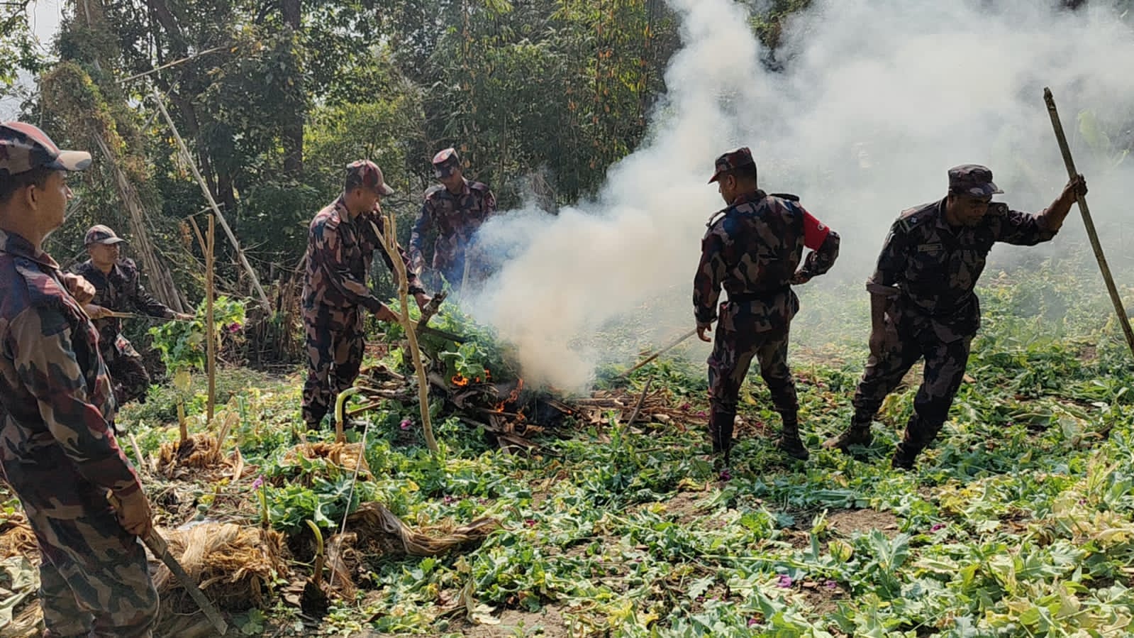 থানচিতে গহীন অরণ্যের সাড়াশি অভিযানে গাজা গাছসহ পপিক্ষেত ধ্বংস