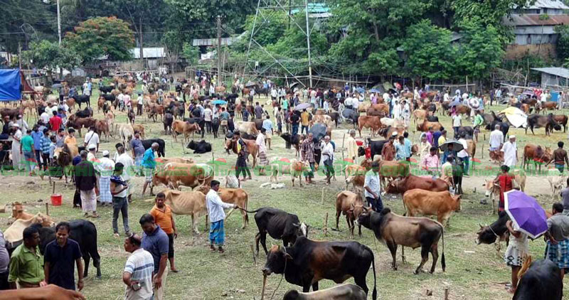 রাঙামাটিতে কোরবানী হবে ২০ হাজার পশু; লেনদেন হবে দুইশো কোটি টাকা