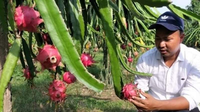 খাগড়াছড়ির দীঘিনালায় ৪০ মেট্টিক টন ড্রাগন ফল উৎপাদনের লক্ষ্যমাত্রা