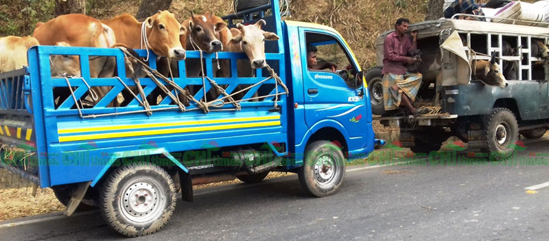 রাতারাতি কোটিপতি হওয়ার নেশায় চোরাচালানীতে লিপ্ত হচ্ছে লামার তরুনরা 