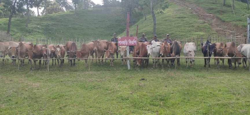 বান্দরবানে বিজিবি অভিযানে ৪১টি বার্মিজ গরু জব্দ