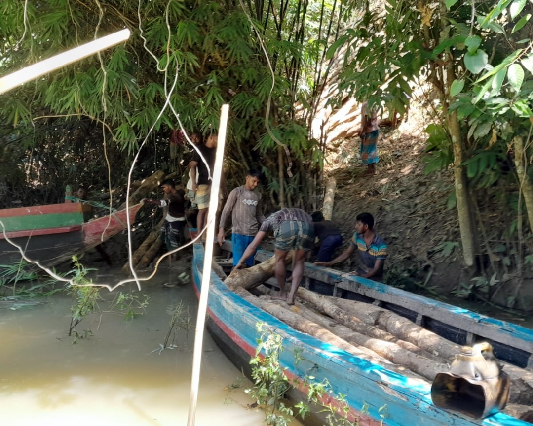চোরাচালানের উদ্দেশ্যে গাছ কাটার সময় বিজিবি কর্তৃক অবৈধ সেগুন কাঠ জব্দ