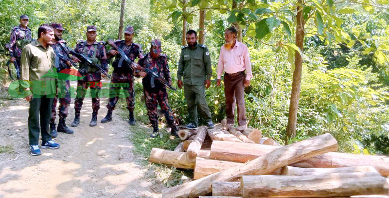 ভালুকিয়াতে যৌথ অভিযানে অবৈধ সেগুন-গামারী কাঠ উদ্ধার