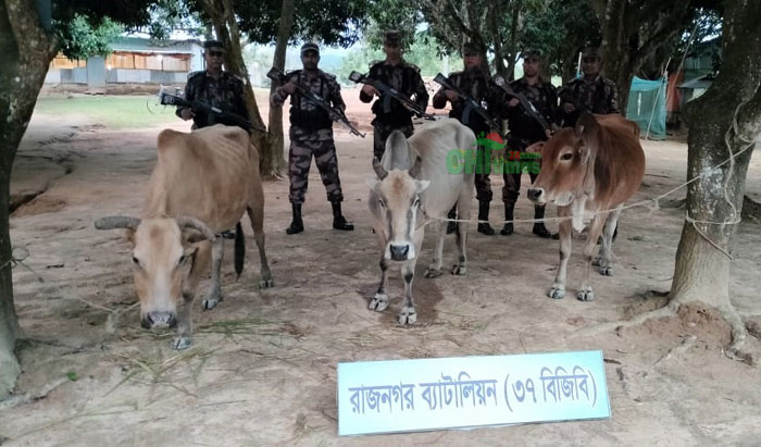 রাঙামাটি থেকে ট্রাকে পাচার হচ্ছে ভিনদেশী গবাধি পশু; বিজিবি’র অভিযানে ভারতীয় গরু জব্দ