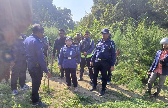 দূর্গম পাহাড়ে ৩০ কোটি টাকা মূল্যের গাঁজার ক্ষেত ধ্বংস করলো প্রশাসন