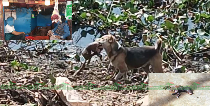 রাঙামাটিতে গর্ভবতী গরুর মাংস বিক্রির অভিযোগ! মৃত বাচ্চা ছিড়ে খাচ্ছে কাক-কুকুরে