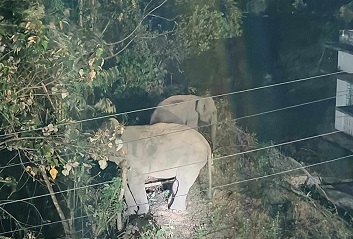 কর্ণফুলী পানি বিদ্যুৎ প্রকল্প এলাকায় বন্যহাতির আতঙ্ক