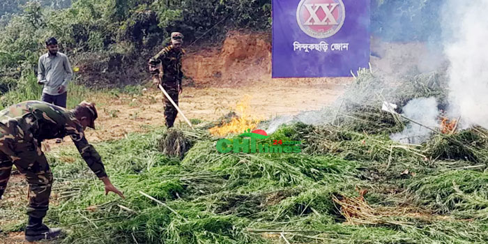 পাহাড়ে আঞ্চলিকদলের ছত্রছায়ায় চলছে গাঁজার চাষ! সেনাঅভিযানে ২ একর ক্ষেত ধ্বংস 