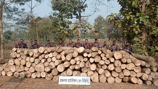 বিজিবি’র অভিযানে বিপুল পরিমাণ অবৈধ কাঠ জব্দ