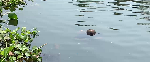 কাপ্তাই হ্রদ থেকে ভাসমান মরদেহ উদ্ধার