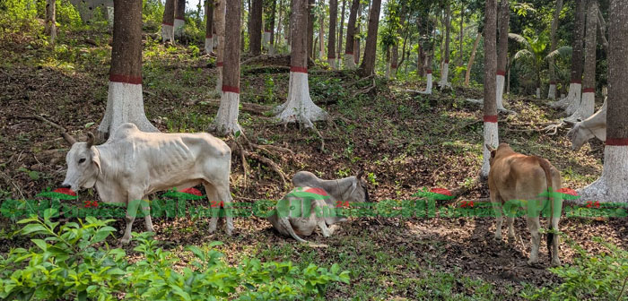 কাউখালীতে অবৈধভাবে পাঁচারকালে ১১ ভারতীয় গরু উদ্ধার, আটক-২
