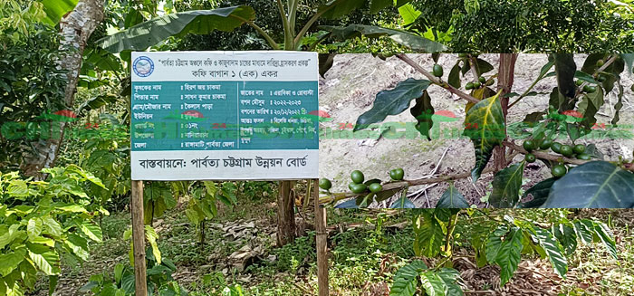 নানিয়ারচরের পাহাড়ে কফি ও কাজুবাদাম চাষে কৃষকদের সম্ভাবনার হাতছানি