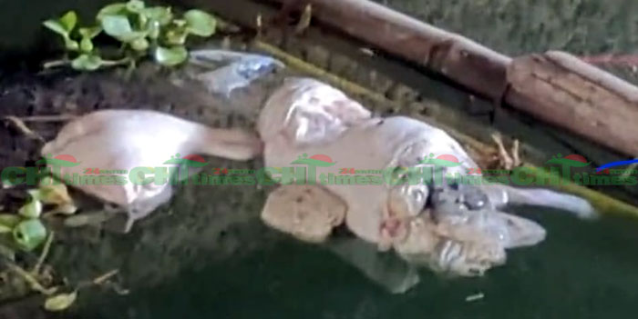 রাঙামাটিতে অবাধে চলছে গর্ভবতী গরু জবাই,হ্রদে ভাসছে মৃত বাচ্চা