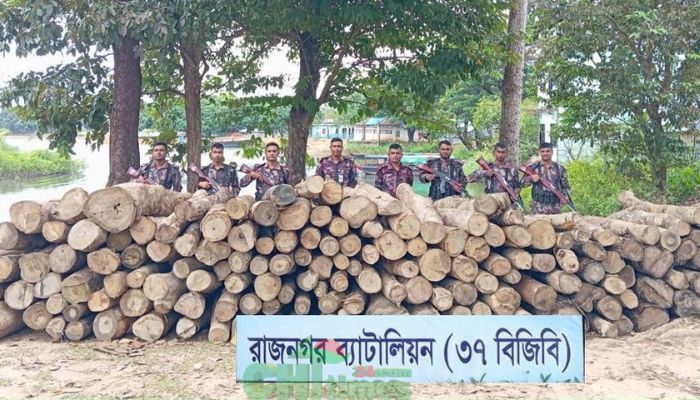 রাজনগর বিজিবির অভিযানে বিপুল পরিমাণ অবৈধ কাঠ জব্দ