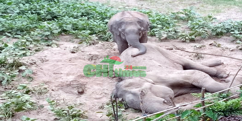 লংগদু’য় অসুস্থ বন্যহাতির মৃত্যু; মৃত সঙ্গীকে ছেড়ে যাচ্ছে না স্ত্রী হাতি