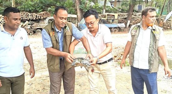 বিরল প্রজাতির কচ্ছপ উদ্ধার, কর্ণফুলী নদীতে অবমুক্ত