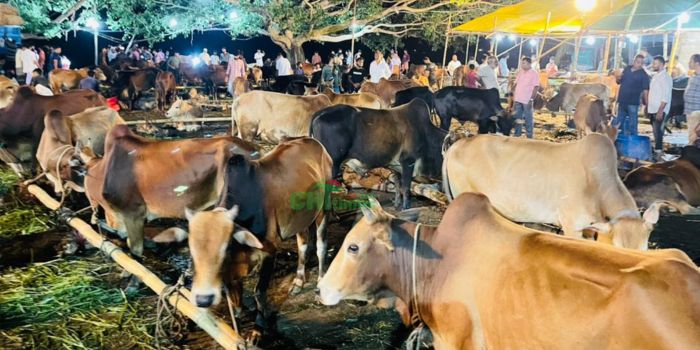 রাঙামাটির গরুর হাটে চড়া দাম, বিপাকে সাধারণ ক্রেতারা