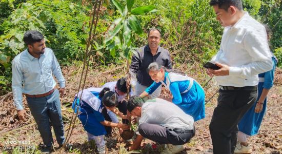বিলাইছড়িতে পরিবেশের ভারসাম্য রক্ষায় বৃক্ষরোপণ কর্মসূচি