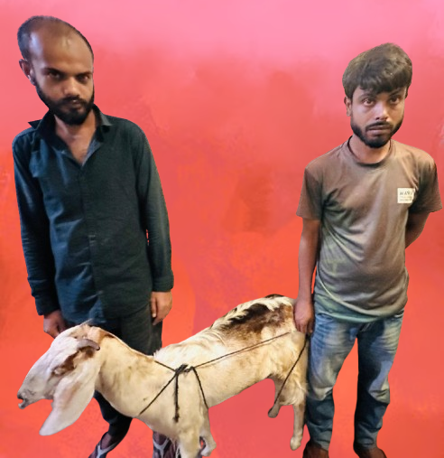 রাঙামাটি শহরে পুলিশের অভিযানে ছাগল চোরসহ আটক ১১; ছাগল উদ্ধার